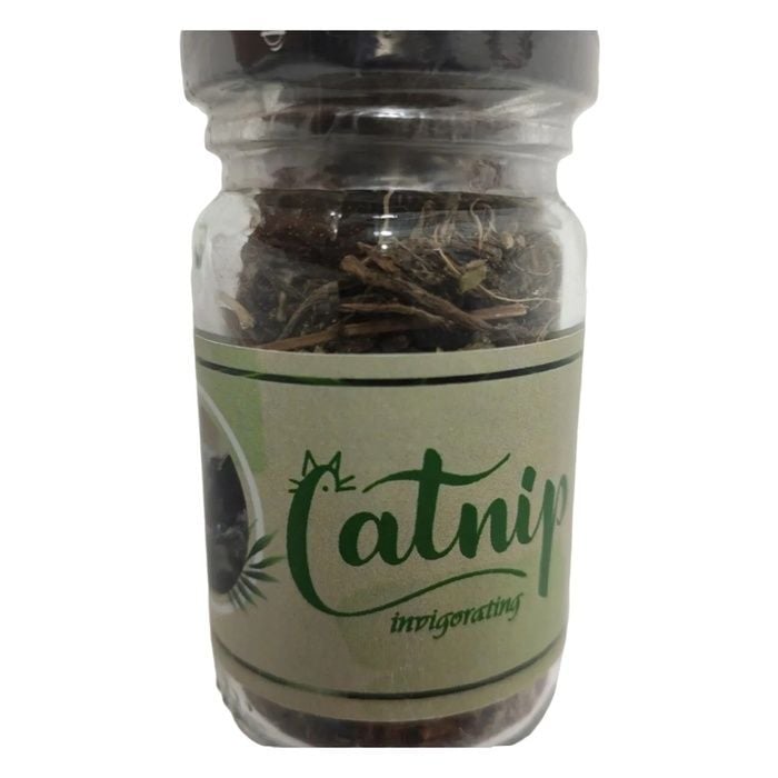 Kediş Catnip Otu